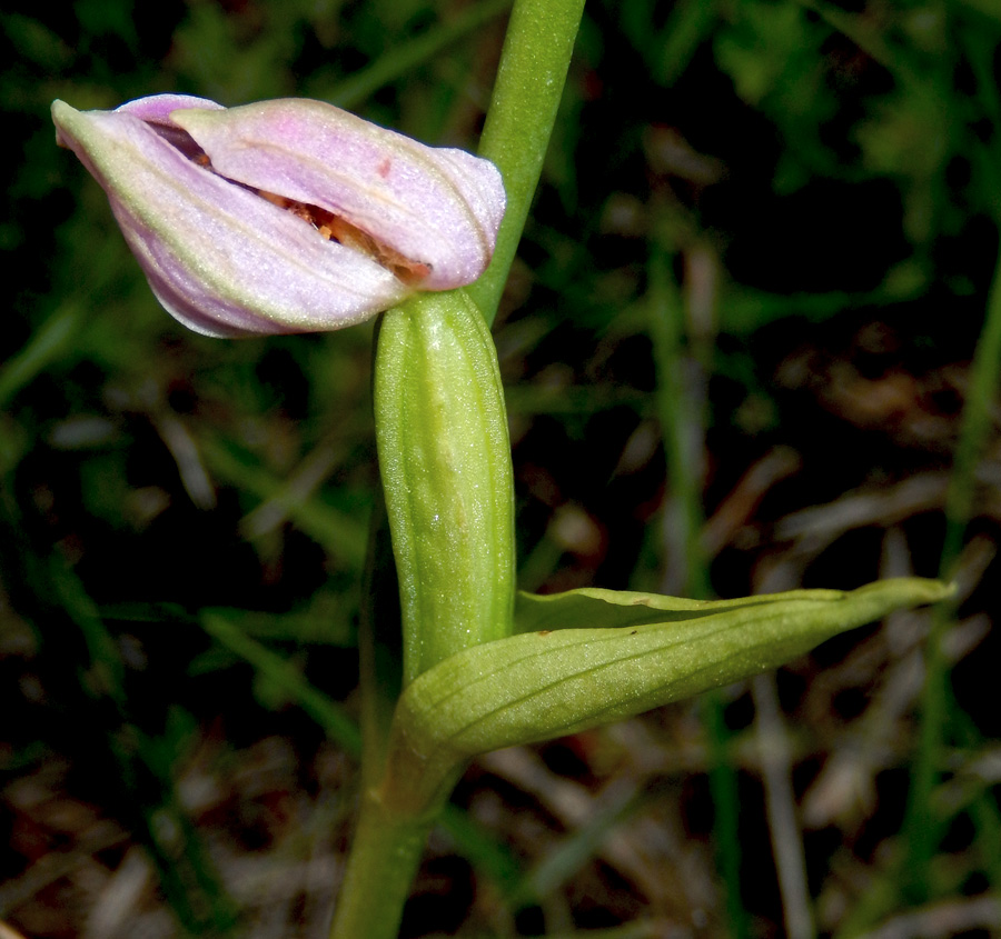 Изображение особи Ophrys apifera.