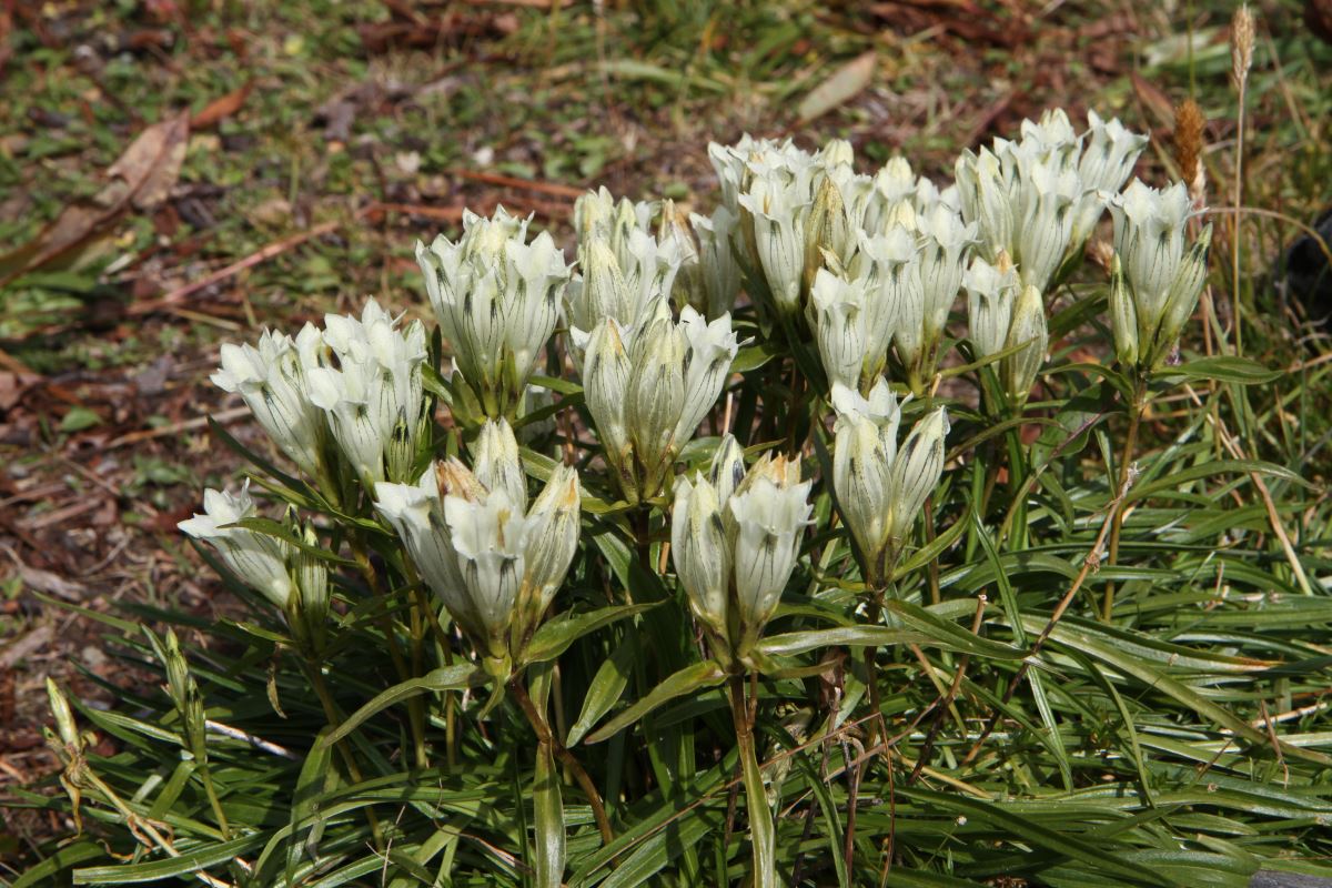 Image of Gentiana algida specimen.