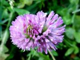 Trifolium pratense