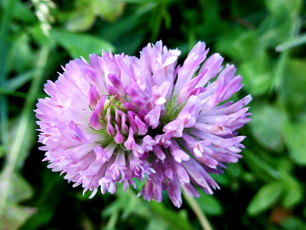 Изображение особи Trifolium pratense.