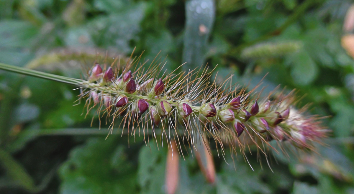 Image of Setaria pumila specimen.