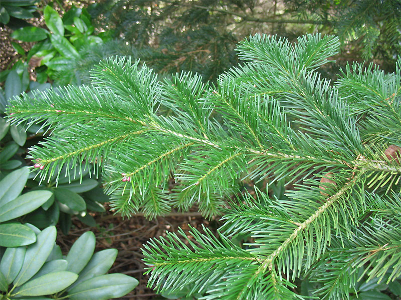 Image of Abies sibirica specimen.