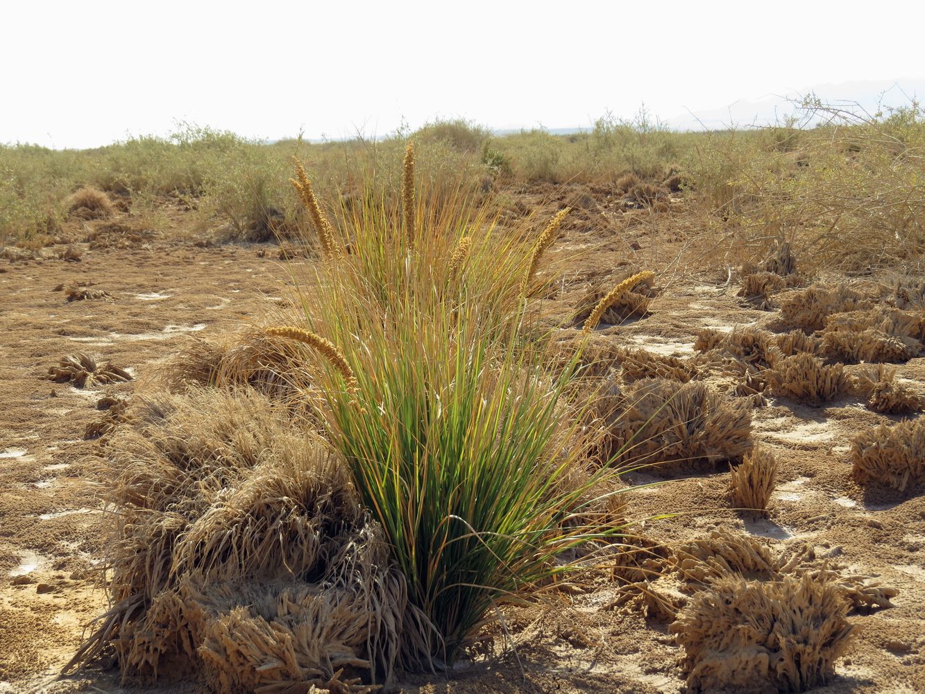 Изображение особи Eragrostis bipinnata.