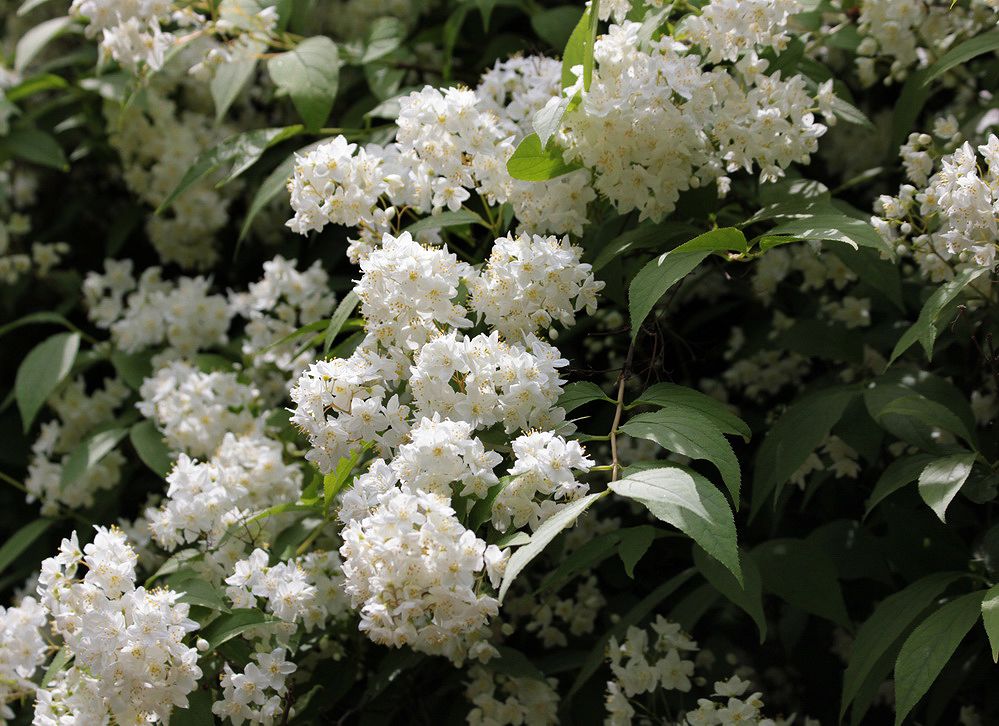 Изображение особи род Deutzia.