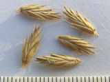 Agropyron desertorum