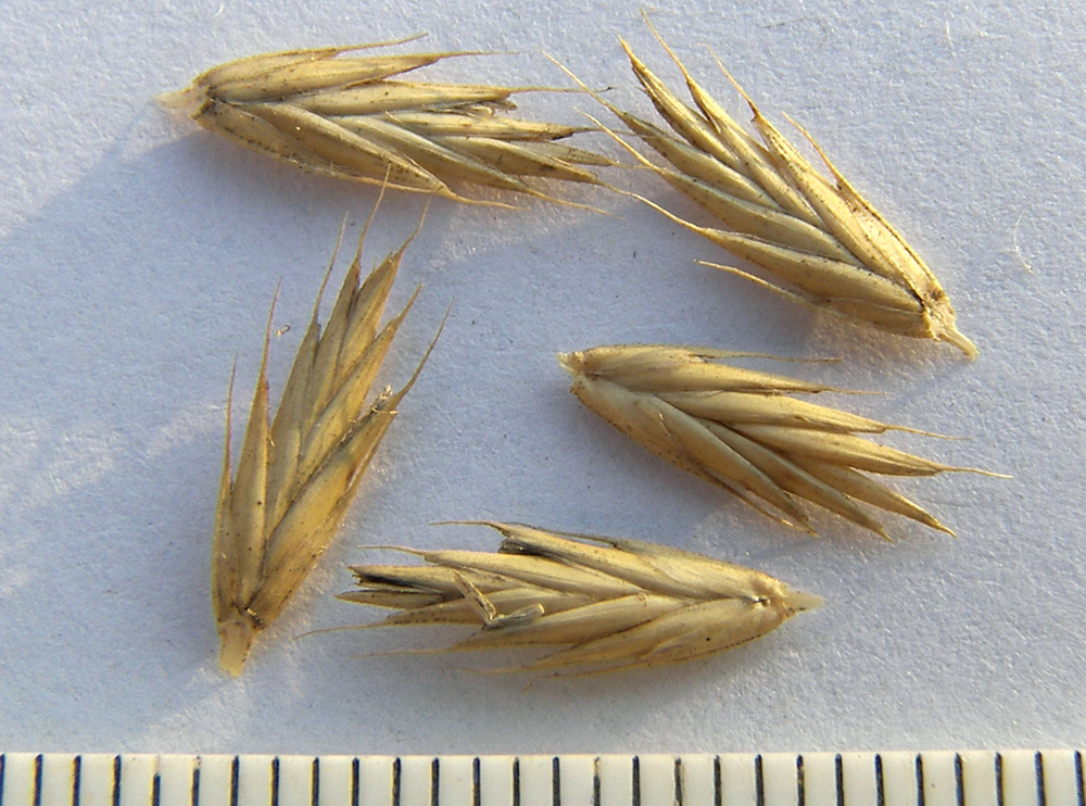 Изображение особи Agropyron desertorum.