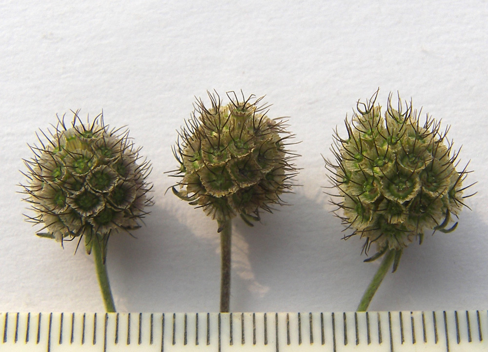 Image of Scabiosa sosnowskyi specimen.