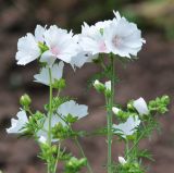 Malva moschata