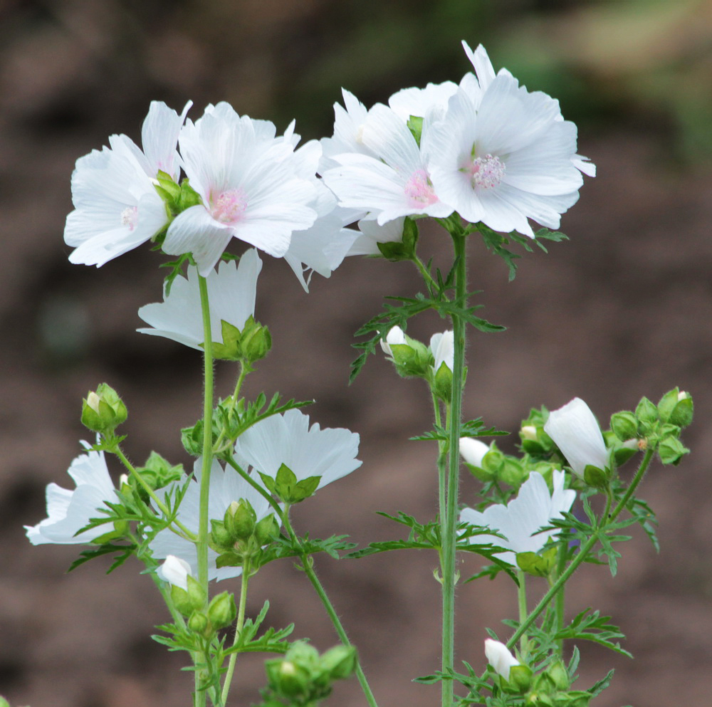 Image of Malva moschata specimen.