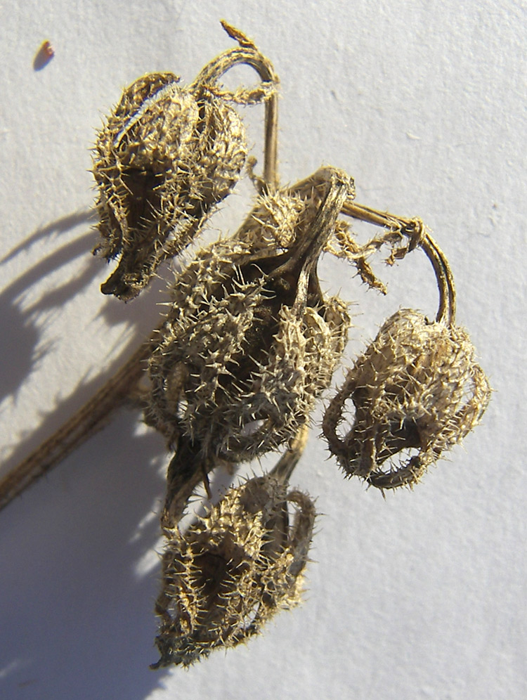 Image of Campanula komarovii specimen.