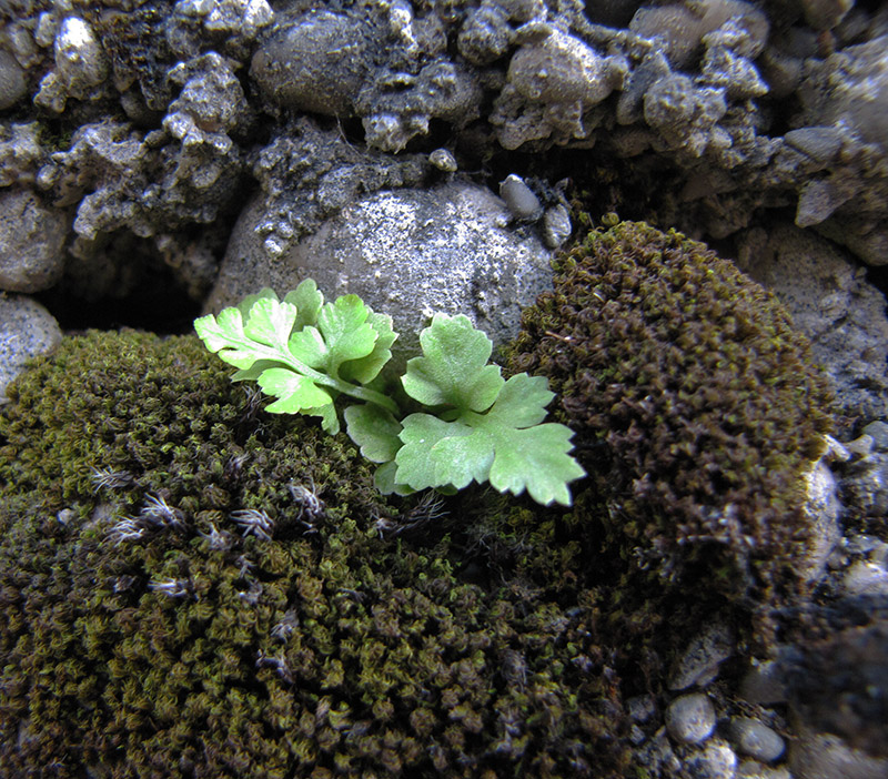 Изображение особи Asplenium ruta-muraria.