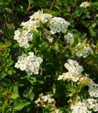 Spiraea trilobata. Часть ветви с соцветиями Восточный Казахстан, Кокпектинский р-н, 25 км в горы от с. Пантелеймоновка, 1000 м н.у.м., сопка. 14.06.2016.
