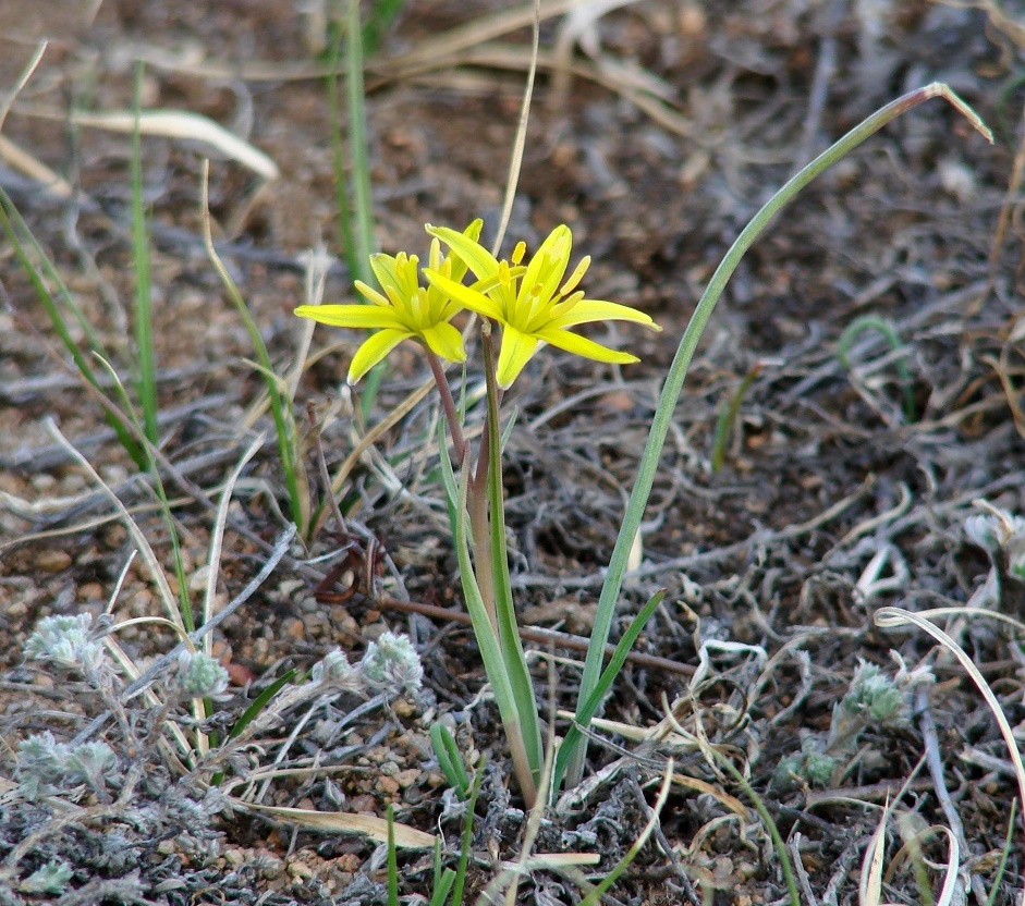 Изображение особи Gagea pauciflora.