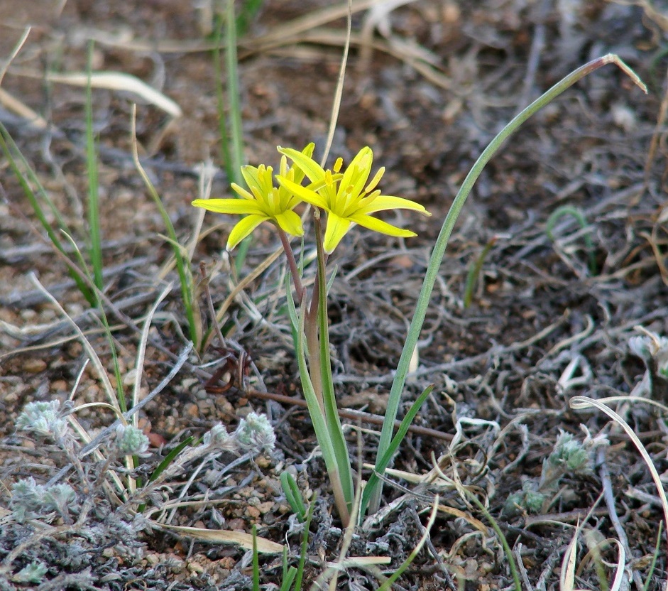 Image of Gagea pauciflora specimen.