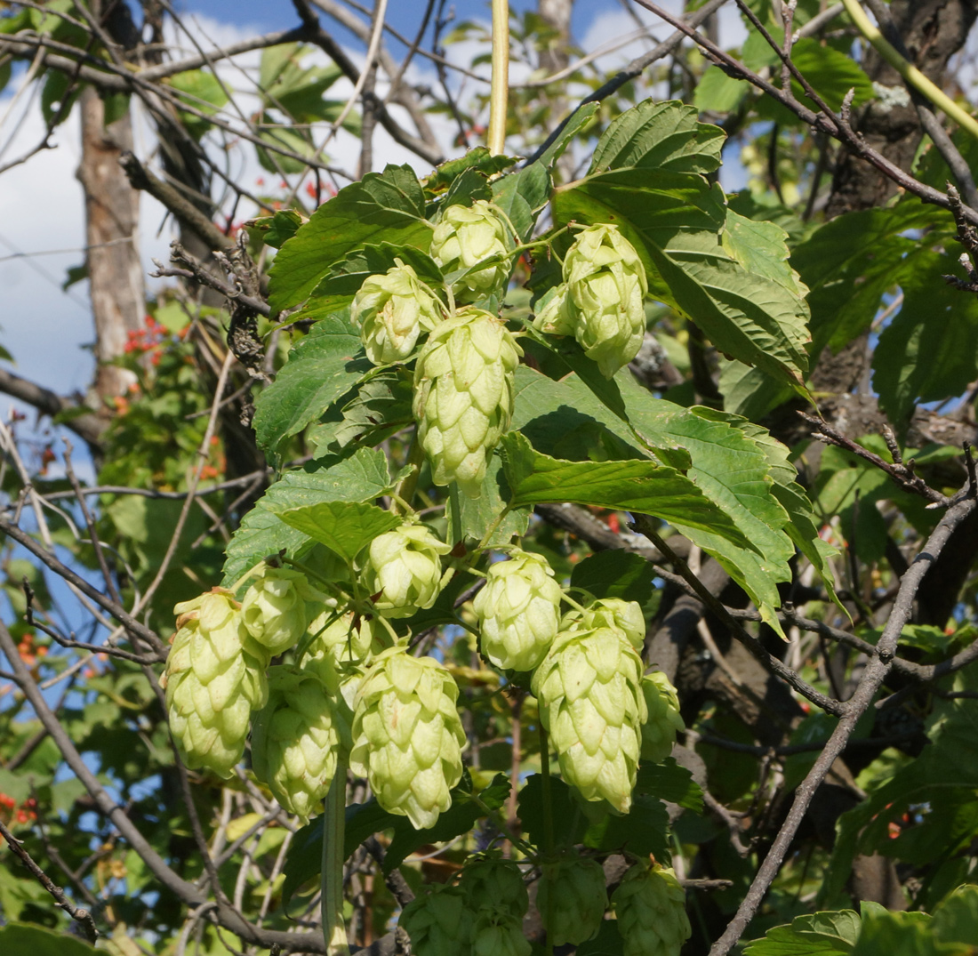 Image of Humulus lupulus specimen.