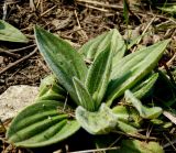 Plantago urvillei