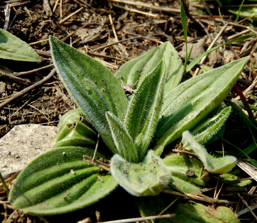 Изображение особи Plantago urvillei.