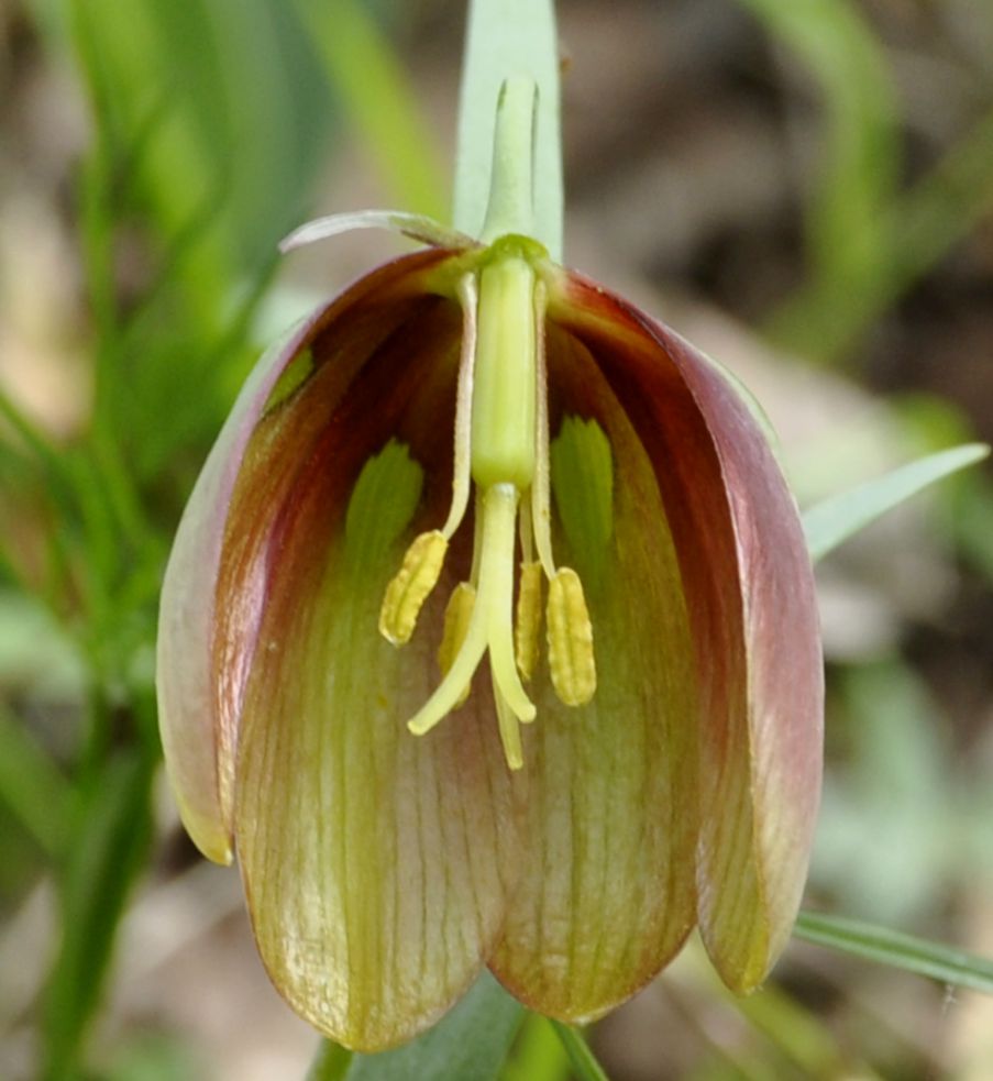 Image of Fritillaria gussichiae specimen.