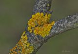 Xanthoria parietina. Слоевища на ветви боярышника. Молдова, Кишинев, Ботанический сад АН Молдовы. 05.04.2015.