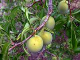 Prunus subspecies italica