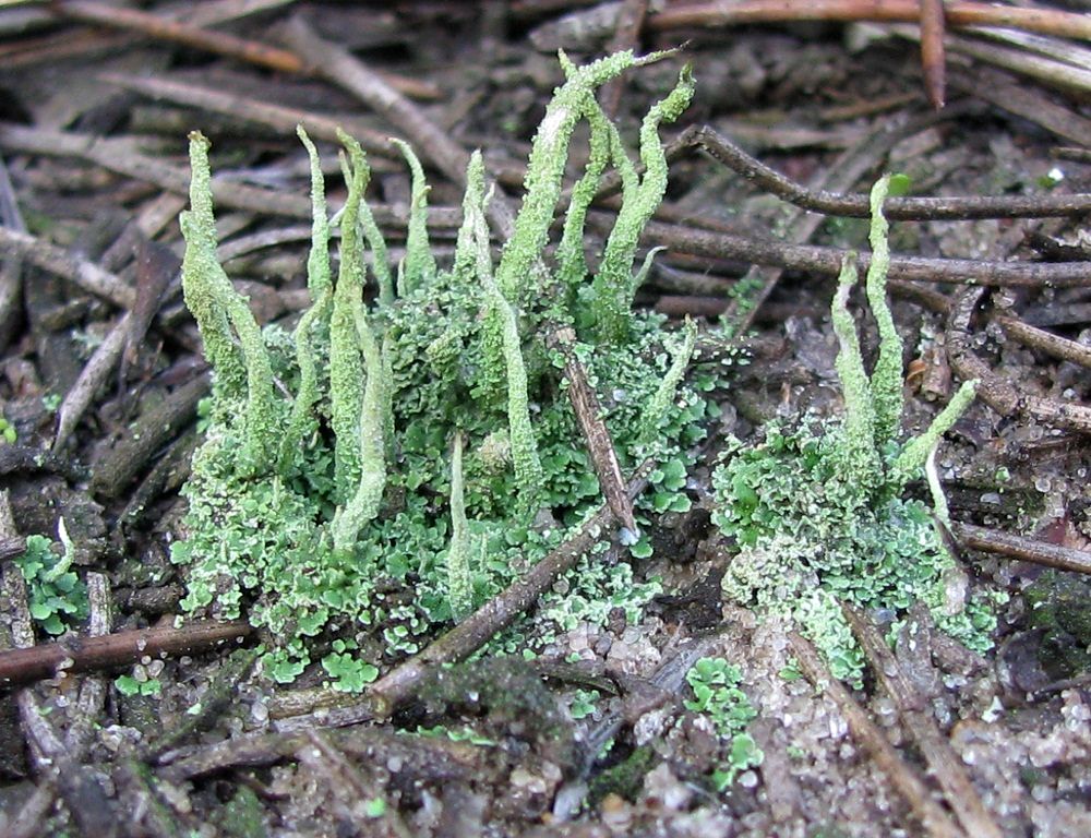 Изображение особи род Cladonia.