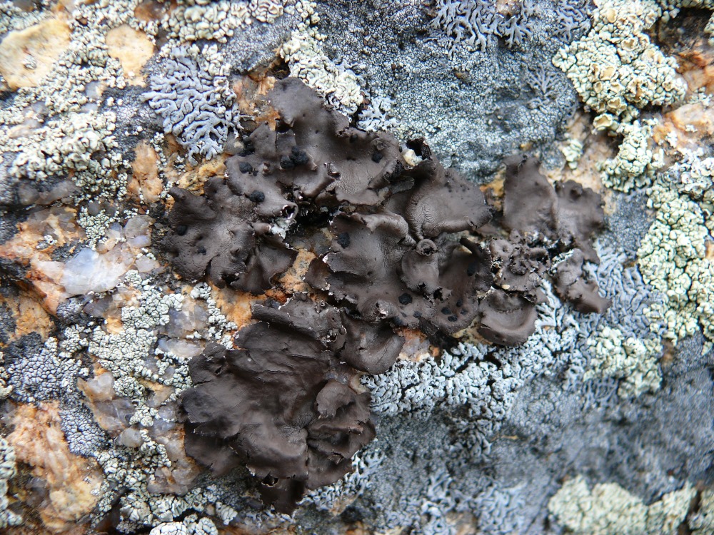 Image of genus Umbilicaria specimen.