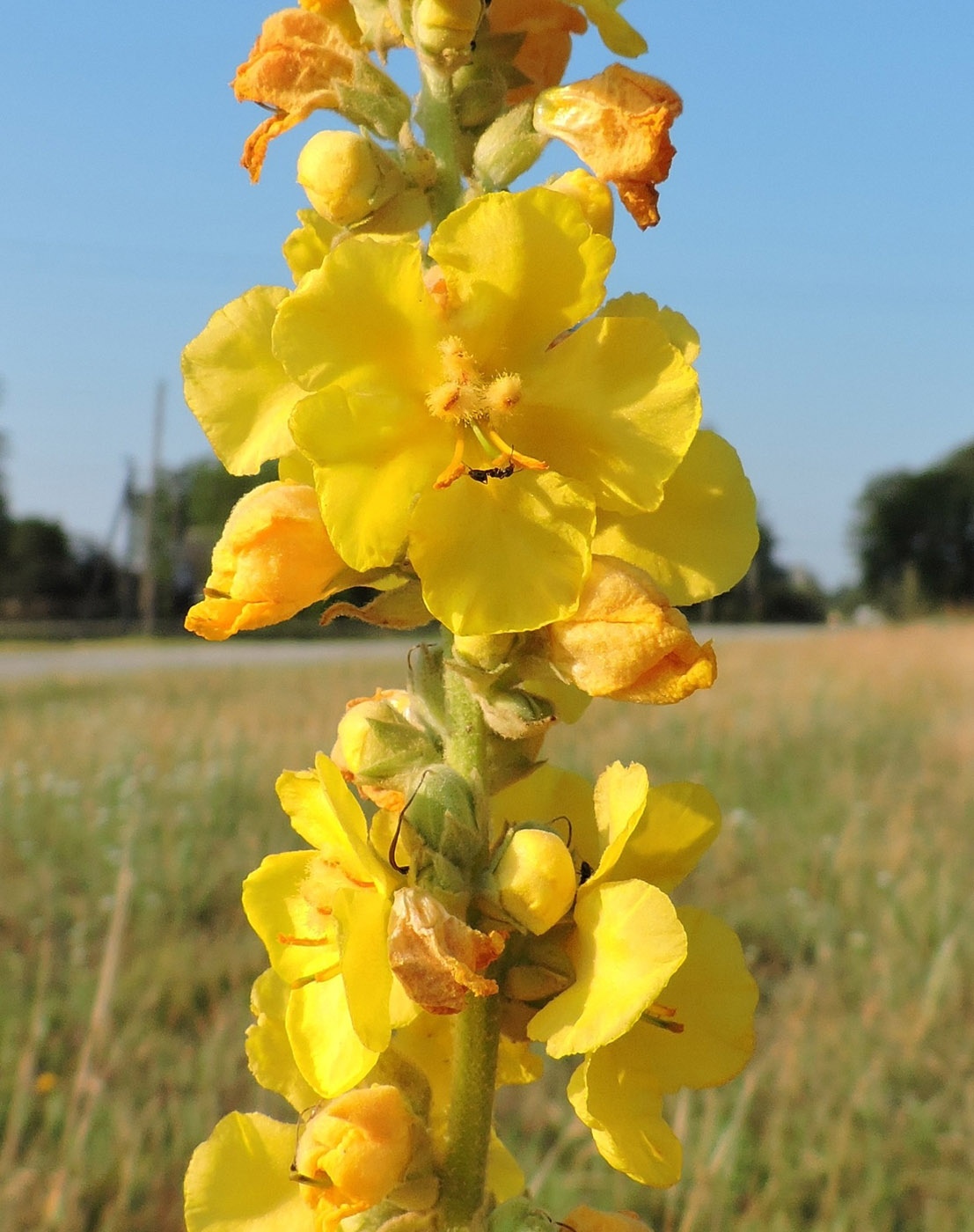 Image of Verbascum phlomoides specimen.