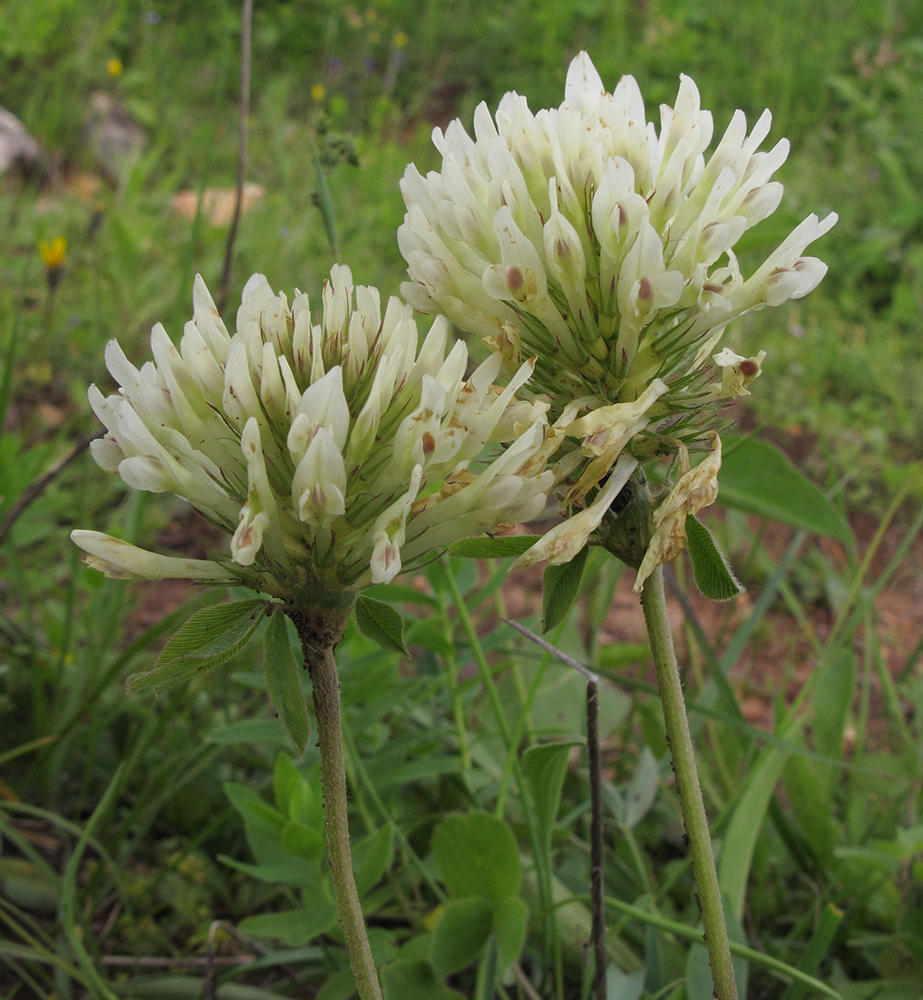 Изображение особи Trifolium canescens.