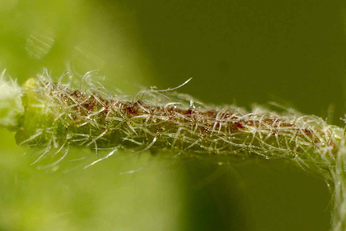 Image of Alyssum simplex specimen.