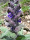 Ajuga orientalis