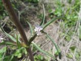 Valeriana tuberosa. Часть побега с пазушным соцветием. Украина, Донецкая обл., Никольский р-н, запов. \"Каменные Могилы\", участок степи возле родника. 30.04.2017.