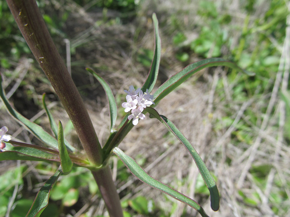 Изображение особи Valeriana tuberosa.