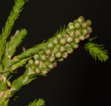 Melaleuca huegelii