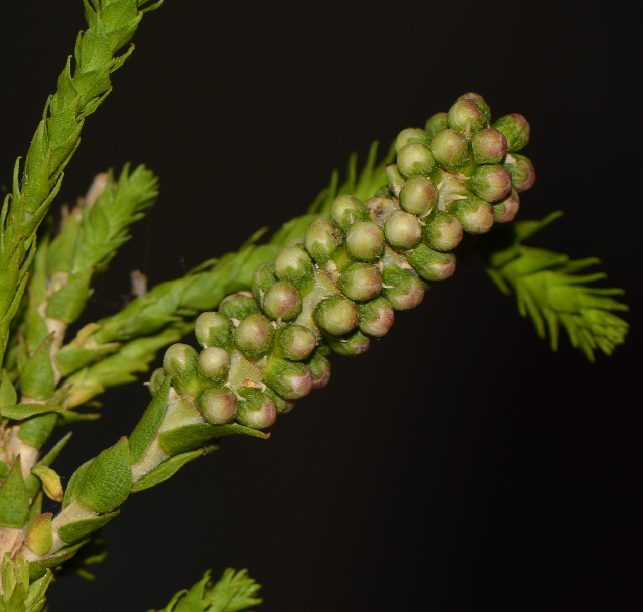 Image of Melaleuca huegelii specimen.