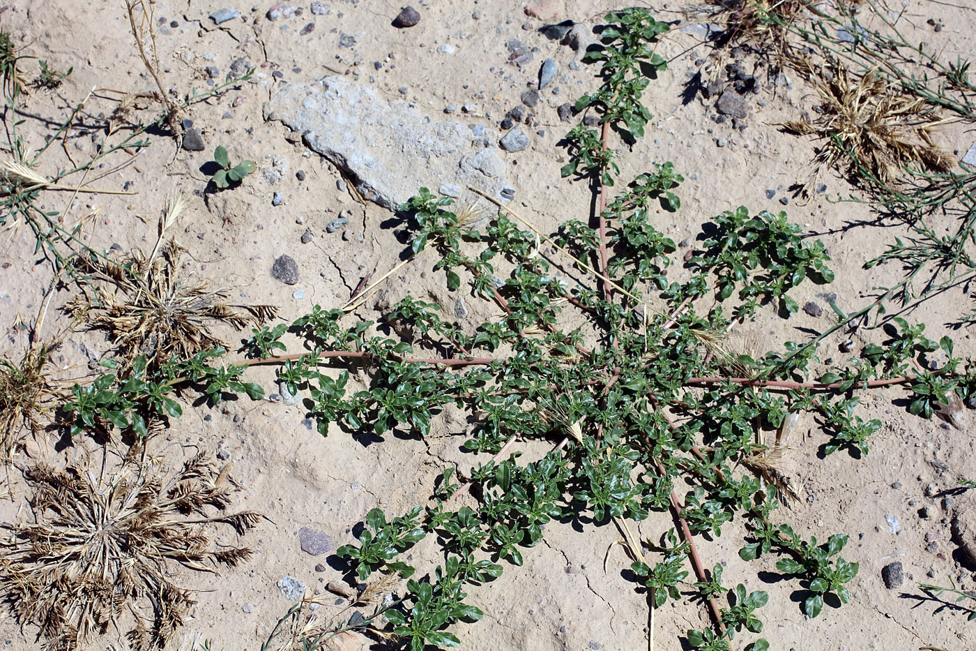 Image of Amaranthus blitoides specimen.