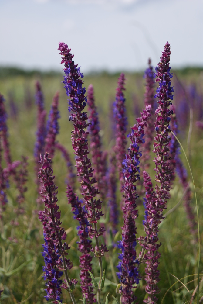 Изображение особи Salvia tesquicola.