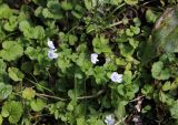 Veronica filiformis. Части побегов цветущих растений. Москва, Измайловский парк, на газоне. 28.06.2017.