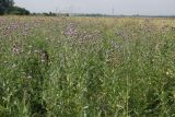 Cirsium incanum. Цветущие растения. Восточный Казахстан, Уланский р-н, окр. с. Украинка, луг. 22.07.2014.