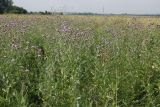 Cirsium incanum