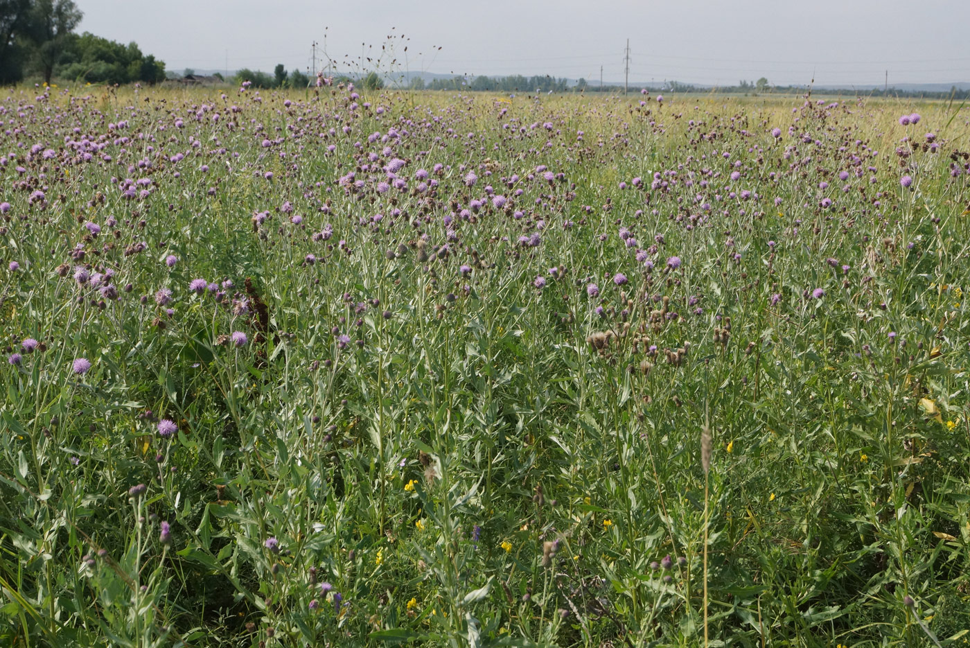 Изображение особи Cirsium incanum.