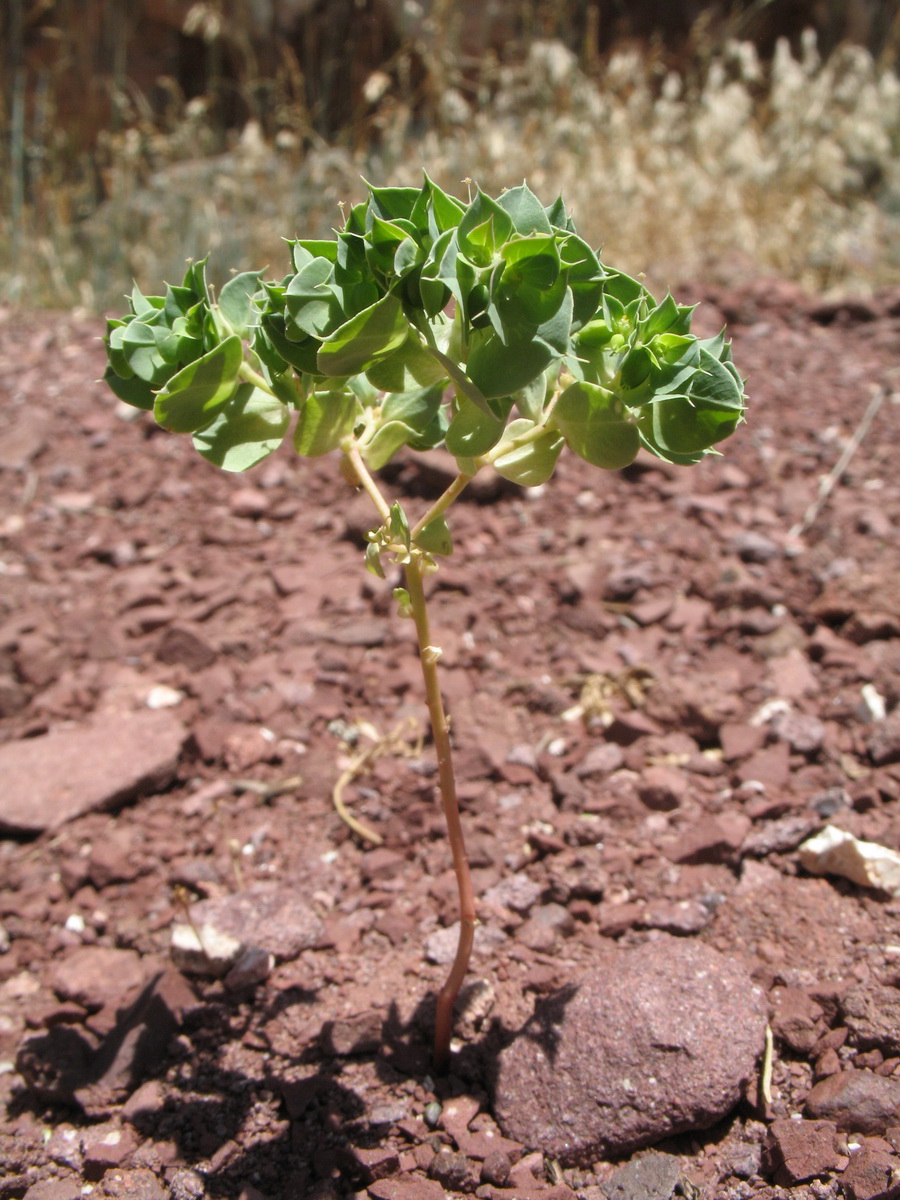 Изображение особи Euphorbia falcata.