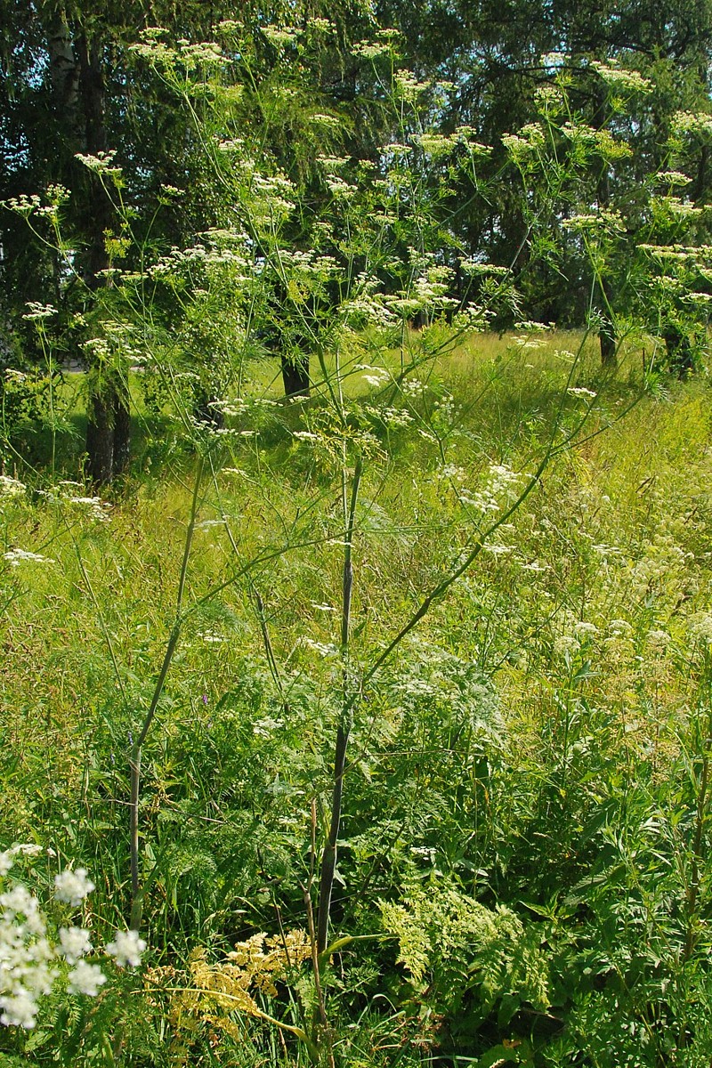 Изображение особи Conium maculatum.