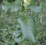 Verbascum glabratum