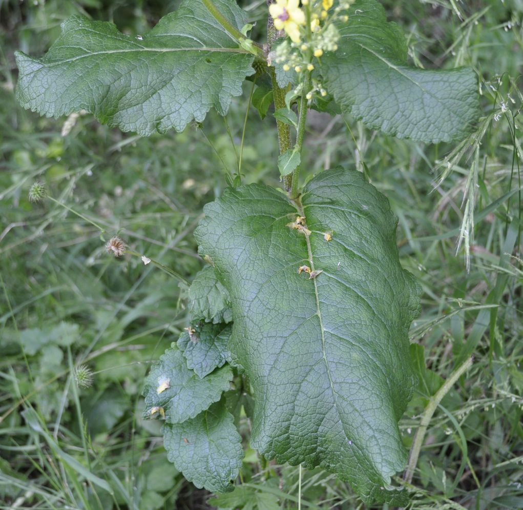 Изображение особи Verbascum glabratum.