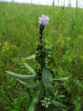 Cirsium setosum