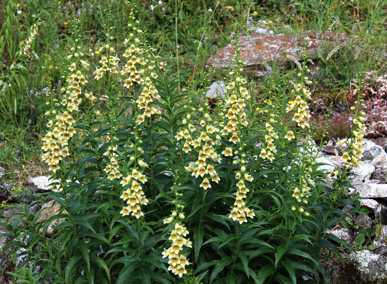 Изображение особи Digitalis ciliata.