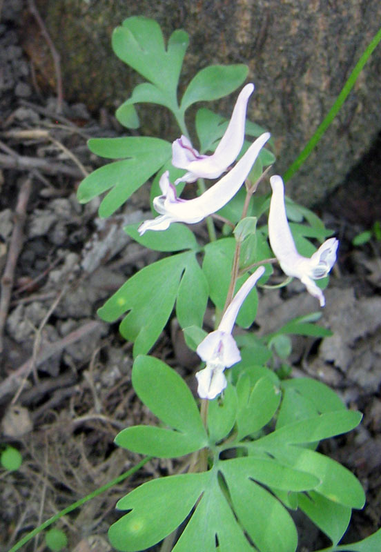 Изображение особи Corydalis glaucescens.