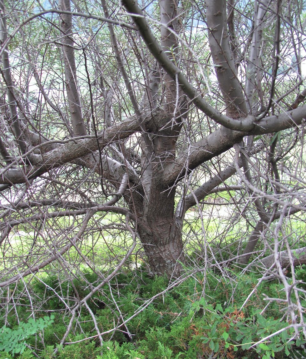 Image of Hippophae rhamnoides specimen.