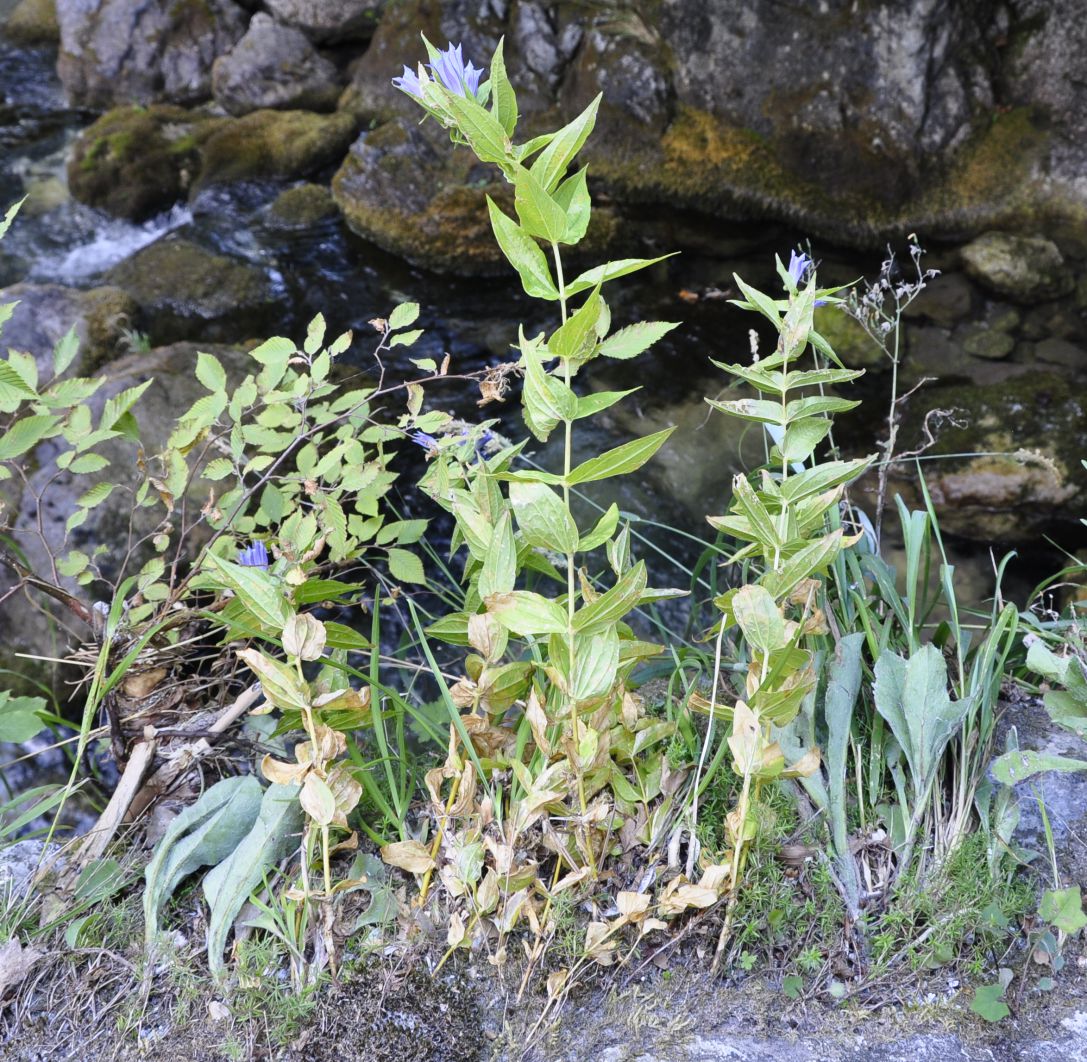 Изображение особи Gentiana asclepiadea.