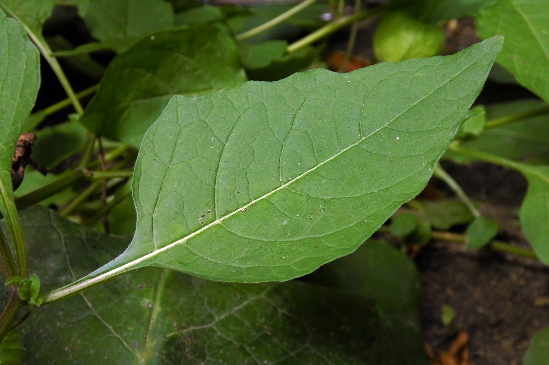 Image of Alkekengi officinarum specimen.